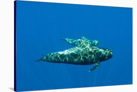 Shortfin Pilot Whale (Globicephala Macrorhynchus) with Baby, Canary Islands, Spain, Europe, May-Relanzón-Stretched Canvas