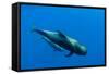 Shortfin Pilot Whale (Globicephala Macrorhynchus) with Baby, Canary Islands, Spain, Europe, May-Relanzón-Framed Stretched Canvas