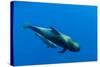 Shortfin Pilot Whale (Globicephala Macrorhynchus) with Baby, Canary Islands, Spain, Europe, May-Relanzón-Stretched Canvas