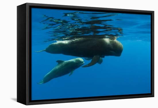 Shortfin Pilot Whale (Globicephala Macrorhynchus) with Baby, Canary Islands, Spain, Europe, May-Relanzón-Framed Stretched Canvas