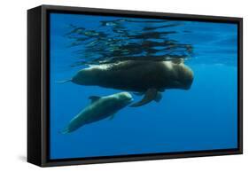 Shortfin Pilot Whale (Globicephala Macrorhynchus) with Baby, Canary Islands, Spain, Europe, May-Relanzón-Framed Stretched Canvas