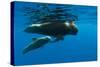 Shortfin Pilot Whale (Globicephala Macrorhynchus) with Baby, Canary Islands, Spain, Europe, May-Relanzón-Stretched Canvas