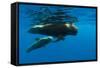 Shortfin Pilot Whale (Globicephala Macrorhynchus) with Baby, Canary Islands, Spain, Europe, May-Relanzón-Framed Stretched Canvas