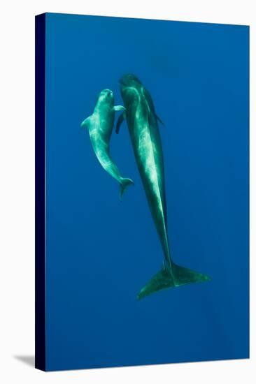 Shortfin Pilot Whale (Globicephala Macrorhynchus) with Baby, Canary Islands, Spain, Europe, May-Relanzón-Stretched Canvas