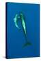 Shortfin Pilot Whale (Globicephala Macrorhynchus) with Baby, Canary Islands, Spain, Europe, May-Relanzón-Stretched Canvas