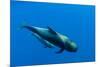 Shortfin Pilot Whale (Globicephala Macrorhynchus) with Baby, Canary Islands, Spain, Europe, May-Relanzón-Mounted Photographic Print