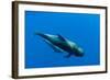 Shortfin Pilot Whale (Globicephala Macrorhynchus) with Baby, Canary Islands, Spain, Europe, May-Relanzón-Framed Photographic Print