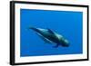 Shortfin Pilot Whale (Globicephala Macrorhynchus) with Baby, Canary Islands, Spain, Europe, May-Relanzón-Framed Photographic Print