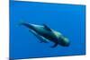 Shortfin Pilot Whale (Globicephala Macrorhynchus) with Baby, Canary Islands, Spain, Europe, May-Relanzón-Mounted Photographic Print