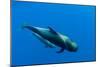 Shortfin Pilot Whale (Globicephala Macrorhynchus) with Baby, Canary Islands, Spain, Europe, May-Relanzón-Mounted Photographic Print