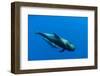 Shortfin Pilot Whale (Globicephala Macrorhynchus) with Baby, Canary Islands, Spain, Europe, May-Relanzón-Framed Photographic Print