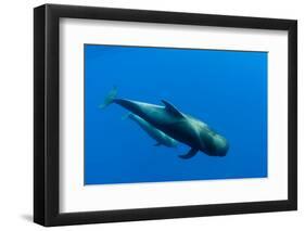 Shortfin Pilot Whale (Globicephala Macrorhynchus) with Baby, Canary Islands, Spain, Europe, May-Relanzón-Framed Photographic Print