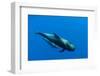 Shortfin Pilot Whale (Globicephala Macrorhynchus) with Baby, Canary Islands, Spain, Europe, May-Relanzón-Framed Photographic Print