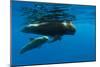 Shortfin Pilot Whale (Globicephala Macrorhynchus) with Baby, Canary Islands, Spain, Europe, May-Relanzón-Mounted Photographic Print