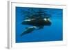 Shortfin Pilot Whale (Globicephala Macrorhynchus) with Baby, Canary Islands, Spain, Europe, May-Relanzón-Framed Photographic Print