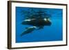 Shortfin Pilot Whale (Globicephala Macrorhynchus) with Baby, Canary Islands, Spain, Europe, May-Relanzón-Framed Photographic Print