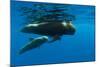 Shortfin Pilot Whale (Globicephala Macrorhynchus) with Baby, Canary Islands, Spain, Europe, May-Relanzón-Mounted Photographic Print