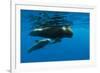 Shortfin Pilot Whale (Globicephala Macrorhynchus) with Baby, Canary Islands, Spain, Europe, May-Relanzón-Framed Photographic Print