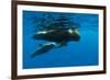 Shortfin Pilot Whale (Globicephala Macrorhynchus) with Baby, Canary Islands, Spain, Europe, May-Relanzón-Framed Photographic Print