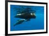 Shortfin Pilot Whale (Globicephala Macrorhynchus) with Baby, Canary Islands, Spain, Europe, May-Relanzón-Framed Photographic Print