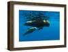 Shortfin Pilot Whale (Globicephala Macrorhynchus) with Baby, Canary Islands, Spain, Europe, May-Relanzón-Framed Photographic Print