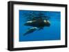 Shortfin Pilot Whale (Globicephala Macrorhynchus) with Baby, Canary Islands, Spain, Europe, May-Relanzón-Framed Photographic Print