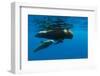 Shortfin Pilot Whale (Globicephala Macrorhynchus) with Baby, Canary Islands, Spain, Europe, May-Relanzón-Framed Photographic Print