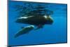 Shortfin Pilot Whale (Globicephala Macrorhynchus) with Baby, Canary Islands, Spain, Europe, May-Relanzón-Mounted Photographic Print