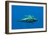 Shortfin Pilot Whale (Globicephala Macrorhynchus) with Baby, Canary Islands, Spain, Europe, May-Relanzón-Framed Photographic Print