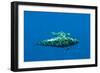 Shortfin Pilot Whale (Globicephala Macrorhynchus) with Baby, Canary Islands, Spain, Europe, May-Relanzón-Framed Photographic Print