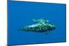 Shortfin Pilot Whale (Globicephala Macrorhynchus) with Baby, Canary Islands, Spain, Europe, May-Relanzón-Mounted Photographic Print