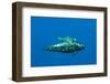 Shortfin Pilot Whale (Globicephala Macrorhynchus) with Baby, Canary Islands, Spain, Europe, May-Relanzón-Framed Photographic Print