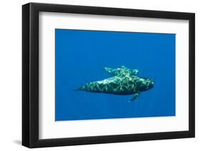 Shortfin Pilot Whale (Globicephala Macrorhynchus) with Baby, Canary Islands, Spain, Europe, May-Relanzón-Framed Photographic Print