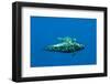 Shortfin Pilot Whale (Globicephala Macrorhynchus) with Baby, Canary Islands, Spain, Europe, May-Relanzón-Framed Photographic Print