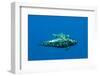 Shortfin Pilot Whale (Globicephala Macrorhynchus) with Baby, Canary Islands, Spain, Europe, May-Relanzón-Framed Photographic Print