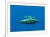 Shortfin Pilot Whale (Globicephala Macrorhynchus) with Baby, Canary Islands, Spain, Europe, May-Relanzón-Framed Photographic Print