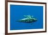 Shortfin Pilot Whale (Globicephala Macrorhynchus) with Baby, Canary Islands, Spain, Europe, May-Relanzón-Framed Photographic Print