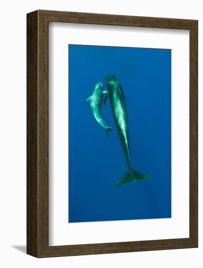 Shortfin Pilot Whale (Globicephala Macrorhynchus) with Baby, Canary Islands, Spain, Europe, May-Relanzón-Framed Photographic Print