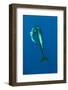 Shortfin Pilot Whale (Globicephala Macrorhynchus) with Baby, Canary Islands, Spain, Europe, May-Relanzón-Framed Photographic Print