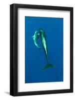 Shortfin Pilot Whale (Globicephala Macrorhynchus) with Baby, Canary Islands, Spain, Europe, May-Relanzón-Framed Photographic Print