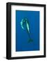 Shortfin Pilot Whale (Globicephala Macrorhynchus) with Baby, Canary Islands, Spain, Europe, May-Relanzón-Framed Photographic Print