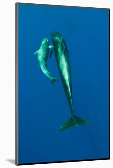 Shortfin Pilot Whale (Globicephala Macrorhynchus) with Baby, Canary Islands, Spain, Europe, May-Relanzón-Mounted Photographic Print