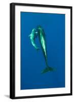 Shortfin Pilot Whale (Globicephala Macrorhynchus) with Baby, Canary Islands, Spain, Europe, May-Relanzón-Framed Photographic Print