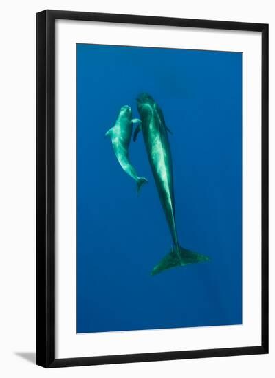 Shortfin Pilot Whale (Globicephala Macrorhynchus) with Baby, Canary Islands, Spain, Europe, May-Relanzón-Framed Photographic Print