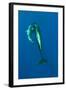 Shortfin Pilot Whale (Globicephala Macrorhynchus) with Baby, Canary Islands, Spain, Europe, May-Relanzón-Framed Photographic Print