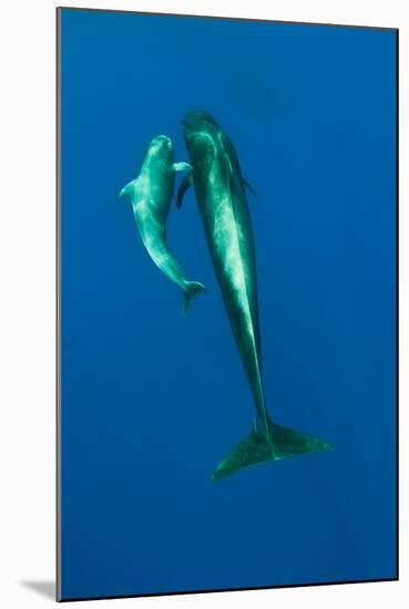 Shortfin Pilot Whale (Globicephala Macrorhynchus) with Baby, Canary Islands, Spain, Europe, May-Relanzón-Mounted Photographic Print