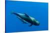 Shortfin Pilot Whale (Globicephala Macrorhynchus) with Baby, Canary Islands, Spain, Europe, May-Relanzón-Stretched Canvas