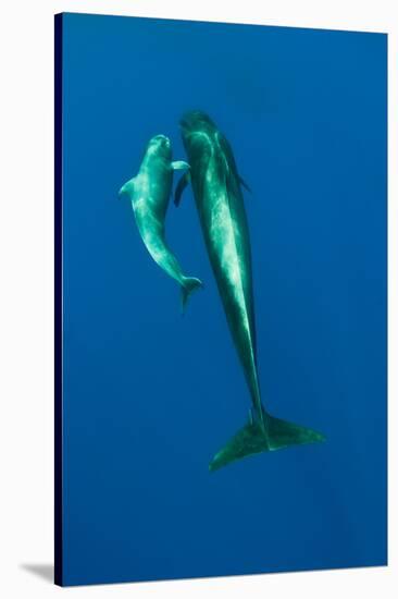 Shortfin Pilot Whale (Globicephala Macrorhynchus) with Baby, Canary Islands, Spain, Europe, May-Relanzón-Stretched Canvas