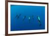 Shortfin Pilot Whale Group (Globicephala Macrorhynchus) Canary Islands, Spain, Europe, May 2009-Relanzón-Framed Photographic Print