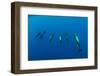 Shortfin Pilot Whale Group (Globicephala Macrorhynchus) Canary Islands, Spain, Europe, May 2009-Relanzón-Framed Photographic Print